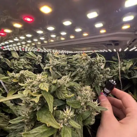 Autos in hydroponic