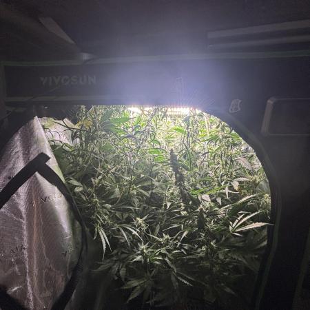 Autos in hydroponic