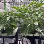 Autos in hydroponic
