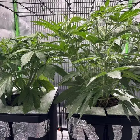Autos in hydroponic