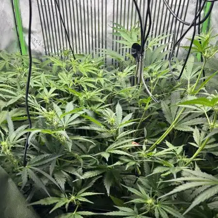 Autos in hydroponic