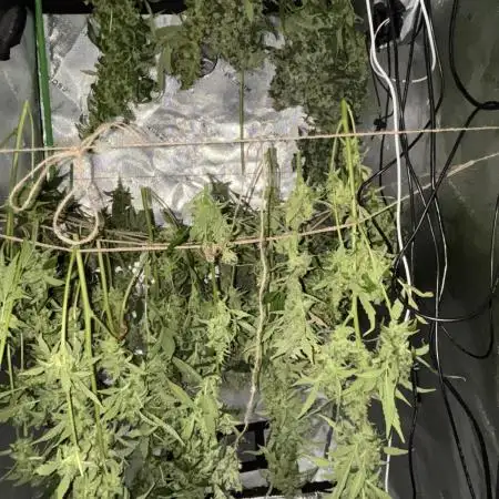 Autos in hydroponic