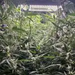 Autos in hydroponic