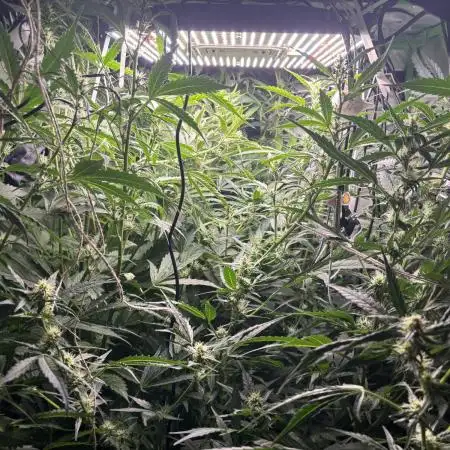 Autos in hydroponic