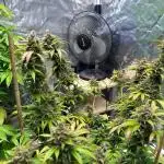 (01A) Royal Cookies