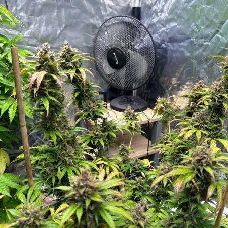 (01A) Royal Cookies