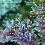 MSNL Durban Poison Autoflowers