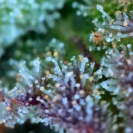 MSNL Durban Poison Autoflowers