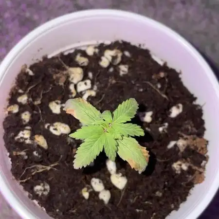 White Widow (1st Grow) Fast Buds