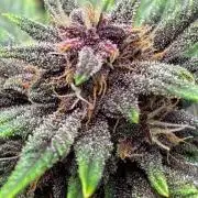 Banana Purple Punch | First Grow