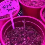 Terp N Tonic (Season 4)