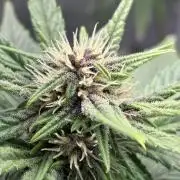 Banana Purple Punch | First Grow