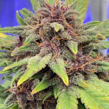 Banana Purple Punch | First Grow