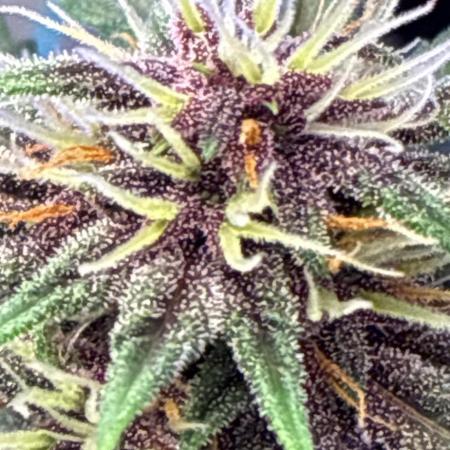 Banana Purple Punch | First Grow