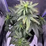 Banana Purple Punch | First Grow