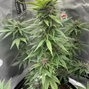 Banana Purple Punch | First Grow