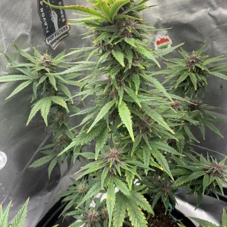 Banana Purple Punch | First Grow