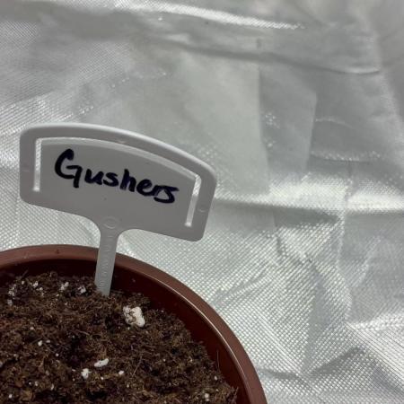Gushers Auto (Season 2)