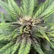Banana Purple Punch | First Grow
