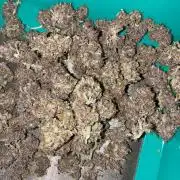 Banana Purple Punch | First Grow