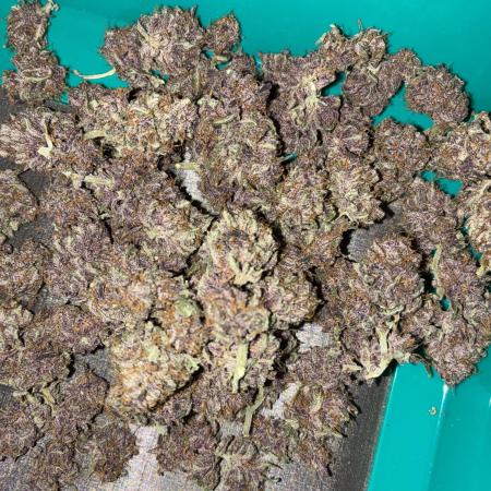 Banana Purple Punch | First Grow