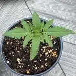 Grow 1 Grape Gas Auto