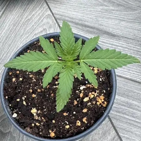Grow 1 Grape Gas Auto