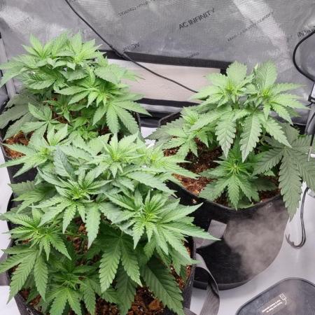 Blue Cheese, Do Si Dos and Godfather OG
