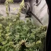 Blue Cheese, Do Si Dos and Godfather OG