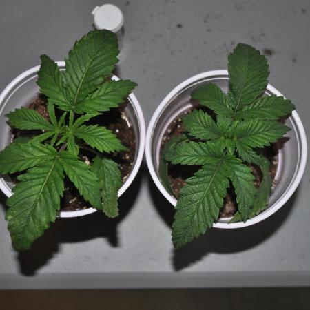 1st Grow in 8 years
