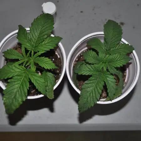 1st Grow in 8 years