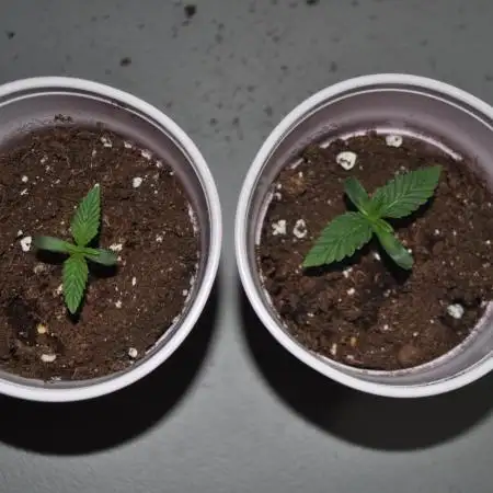 1st Grow in 8 years
