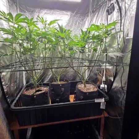 Scrogging Super Sherb and Blue R.I.T.Z.
