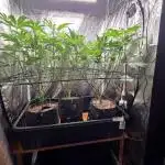 Scrogging Super Sherb and Blue R.I.T.Z.