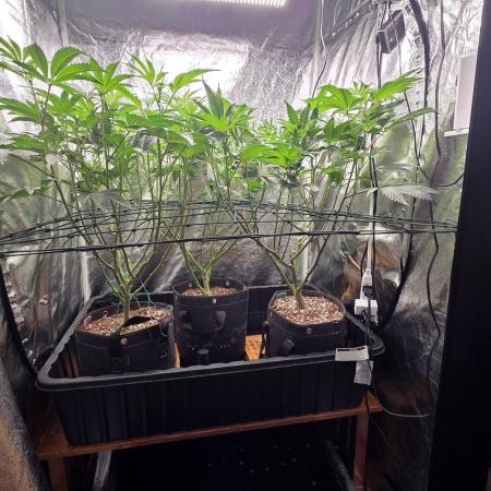 Scrogging Super Sherb and Blue R.I.T.Z.