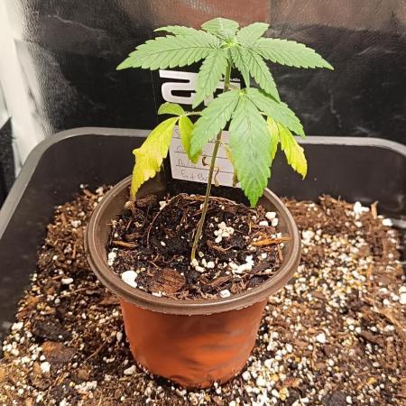 Strawberry Gorilla Auto
