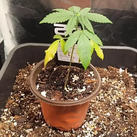 Strawberry Gorilla Auto