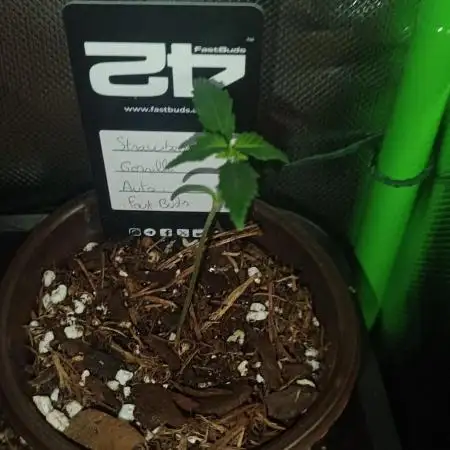Strawberry Gorilla Auto