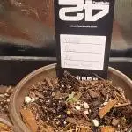 Violet Face Auto