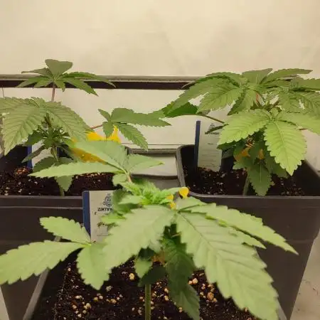 Super Silver Haze