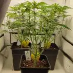 Super Silver Haze