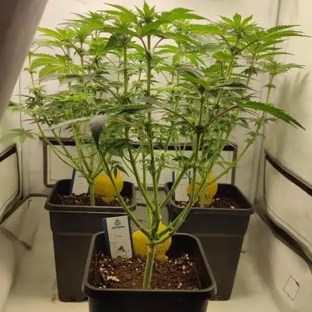 Super Silver Haze