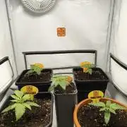 Original Sensible Seeds Grow