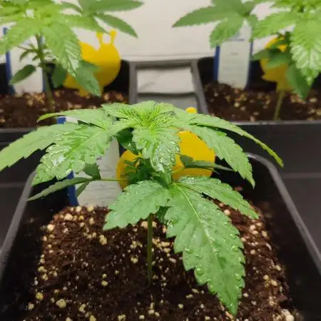 Super Silver Haze