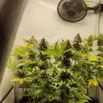 Super Silver Haze