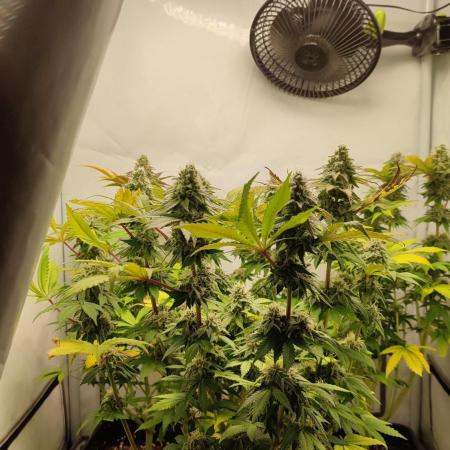 Super Silver Haze