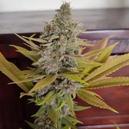 Tropicana Cookies FF