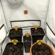 Original Sensible Seeds Grow