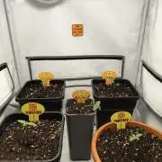 Original Sensible Seeds Grow