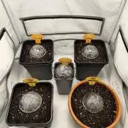 Original Sensible Seeds Grow